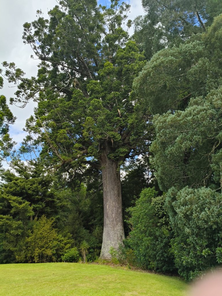 Kauri gum - A scientific insight into ambers origin