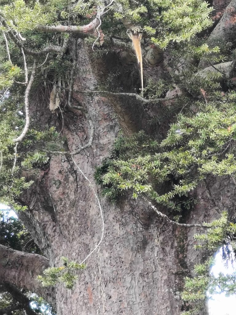 close up of gumsicle