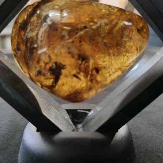 Beatle, foliage & more in kauri gum