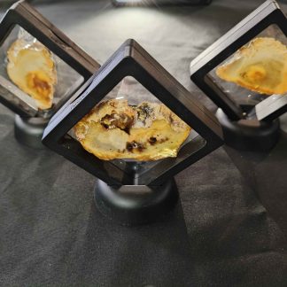 framed slice of Kauri gum