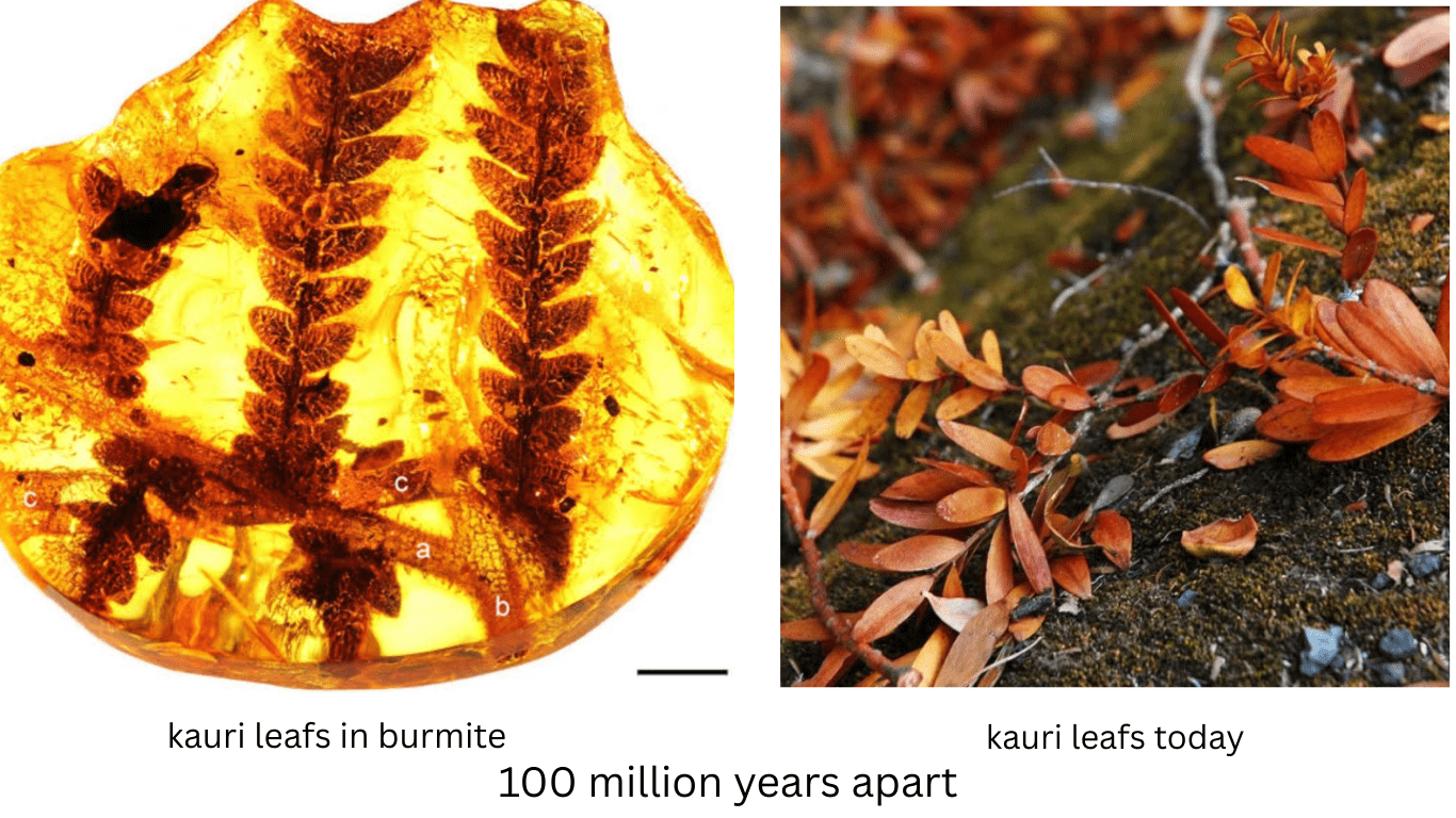 New Zealand Kauri seen through burmite amber